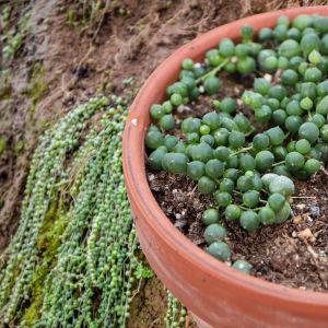 Using the Right Soil for String of Pearls Growth